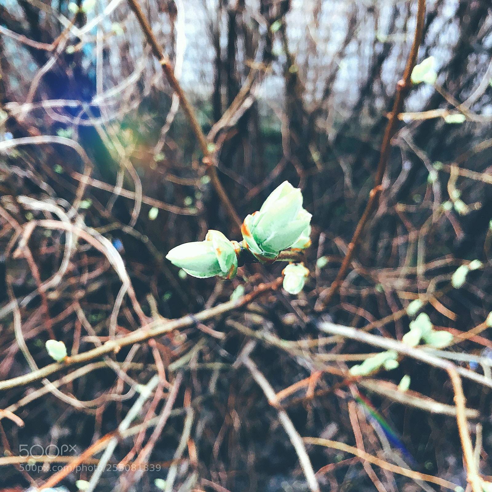 Apple iPhone SE sample photo. |008| photography