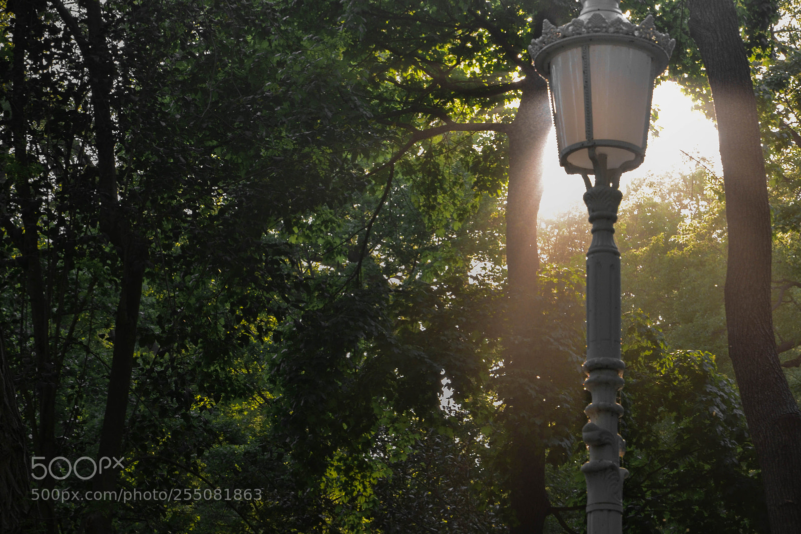 Nikon D3100 sample photo. Light! more light! photography