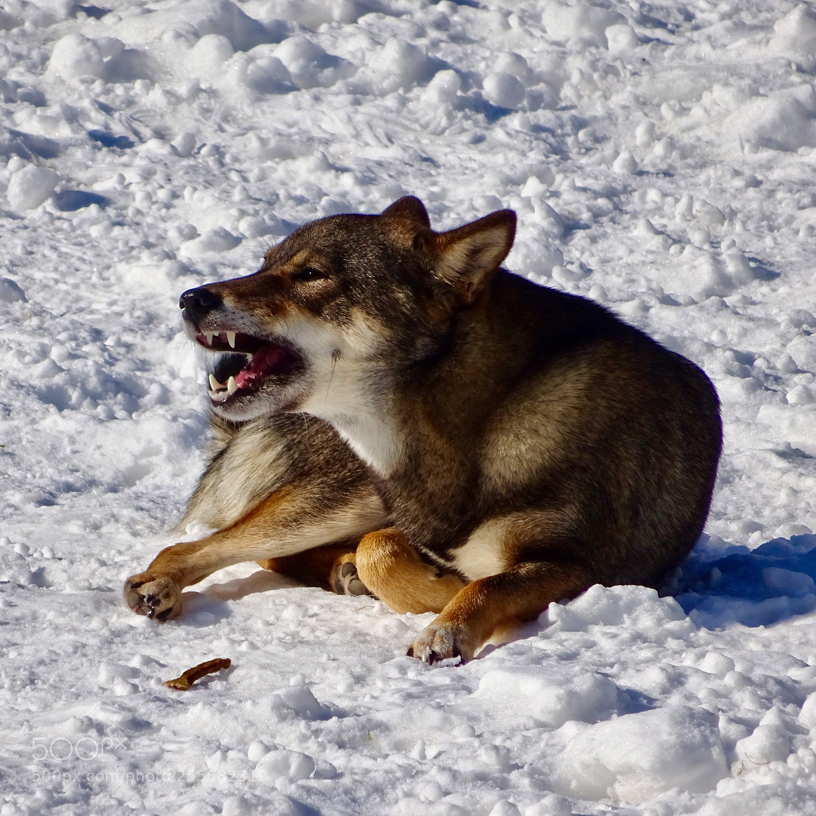 Sony Cyber-shot DSC-WX350 sample photo. Tame dog or little photography