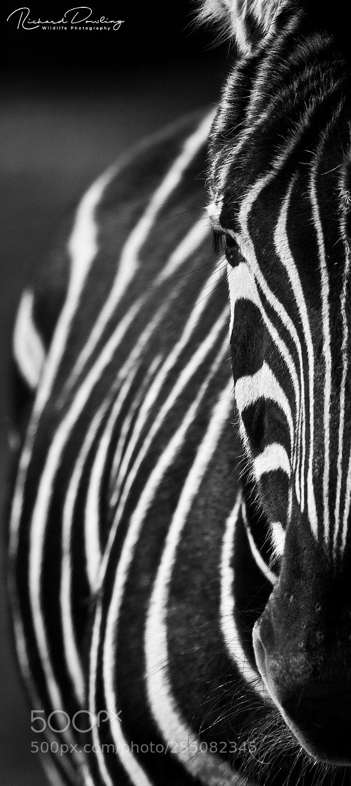 Canon EOS 7D sample photo. The striped horse of photography
