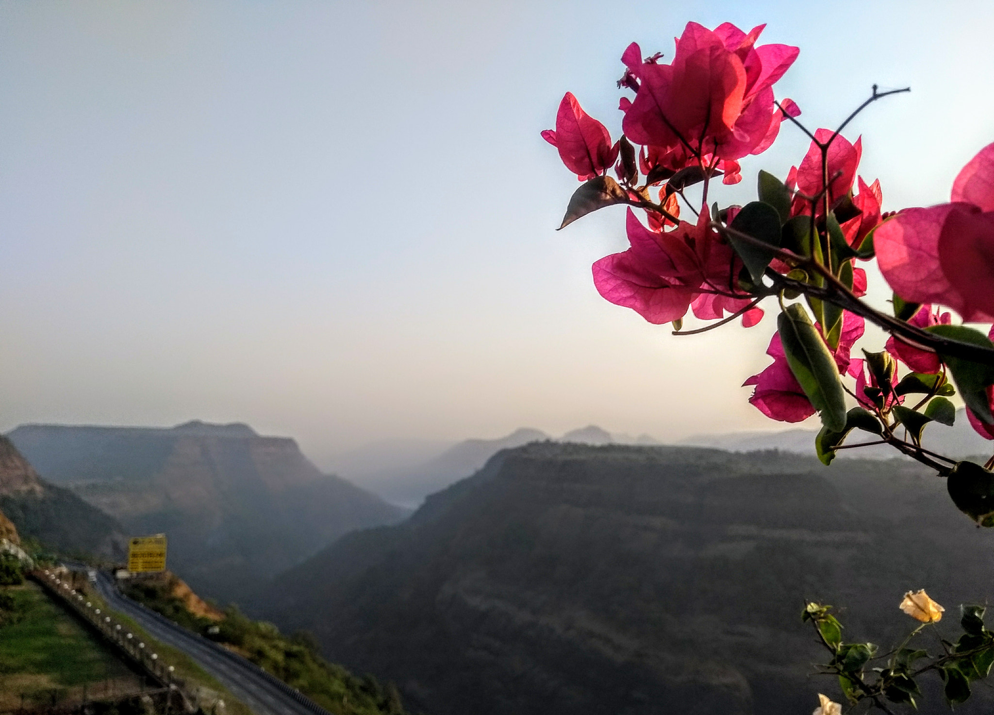 Motorola Moto G (5th Gen) sample photo. Backlit flowers in lonavala photography