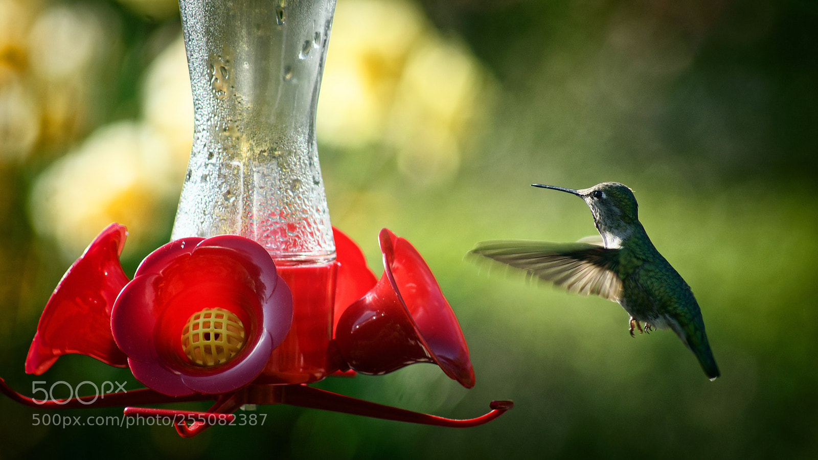 Sony SLT-A77 sample photo. Hovering hummingbird photography