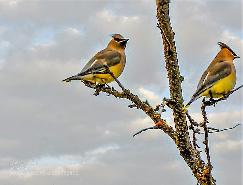 Nikon D5200 sample photo. Cedar waxwings against the photography