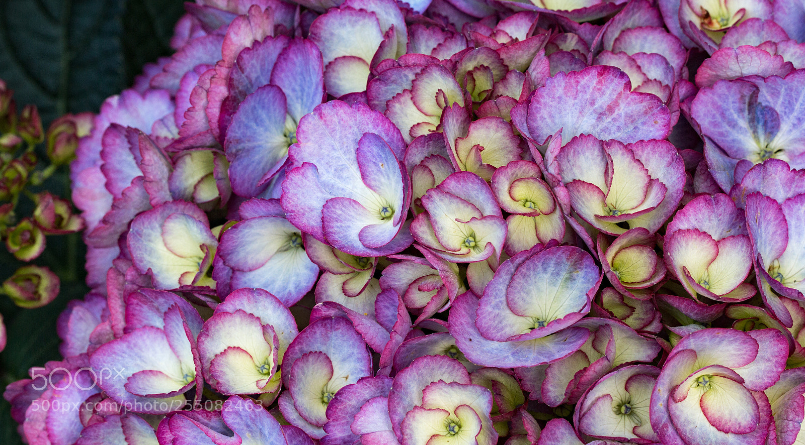 Canon EOS 70D sample photo. ***hydrangea lilac blue*** photography