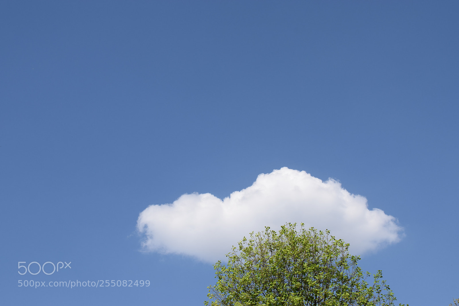 Nikon D5300 sample photo. Simplicity photography