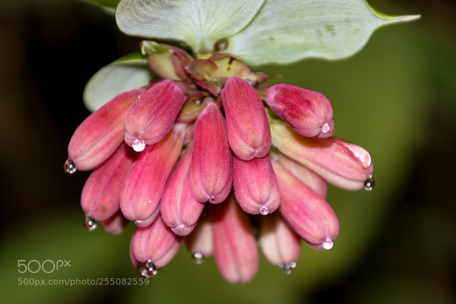Canon EOS 7D sample photo. Dancing flowers photography