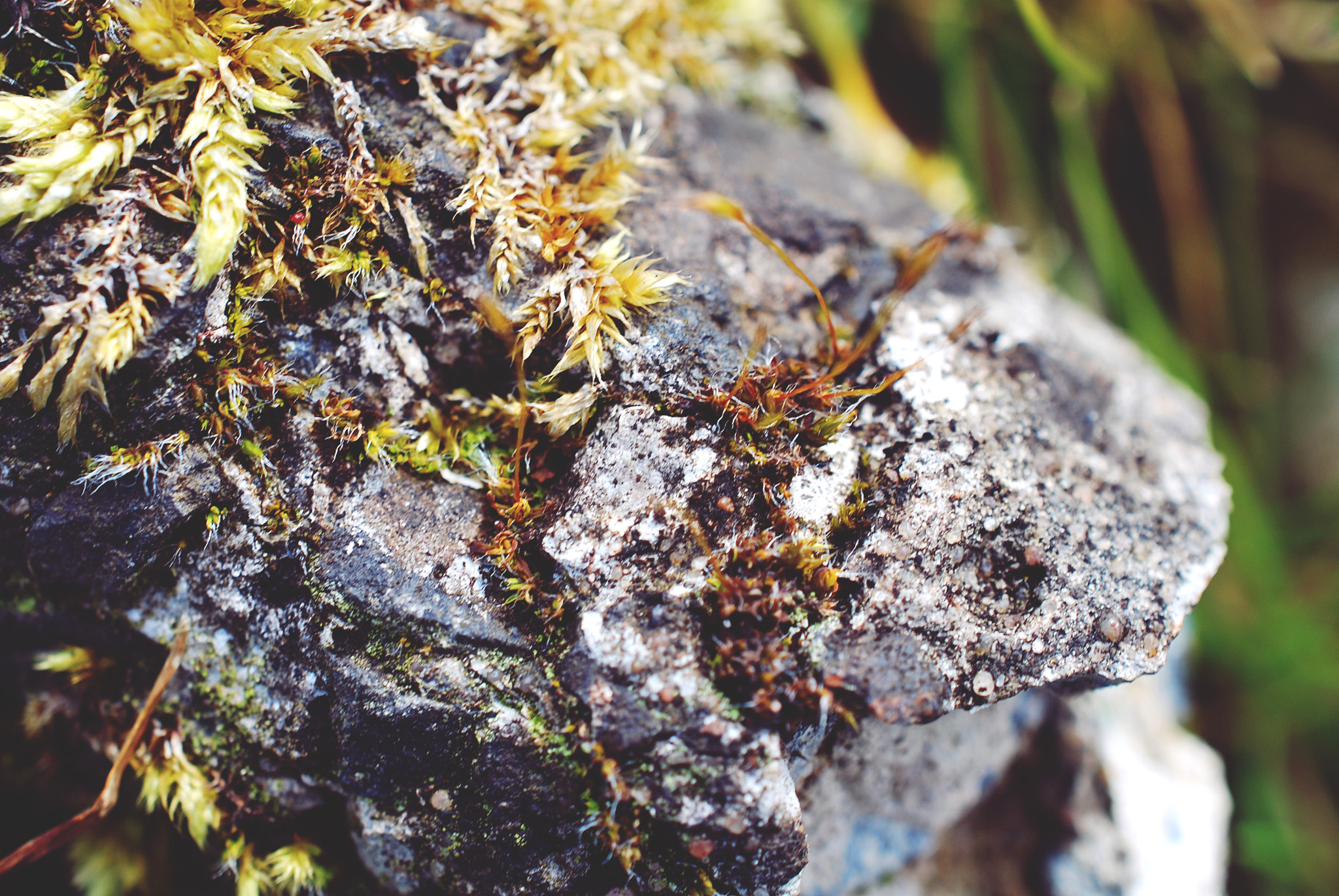 Nikon AF-S DX Micro Nikkor 40mm F2.8 sample photo. Stone and moss photography