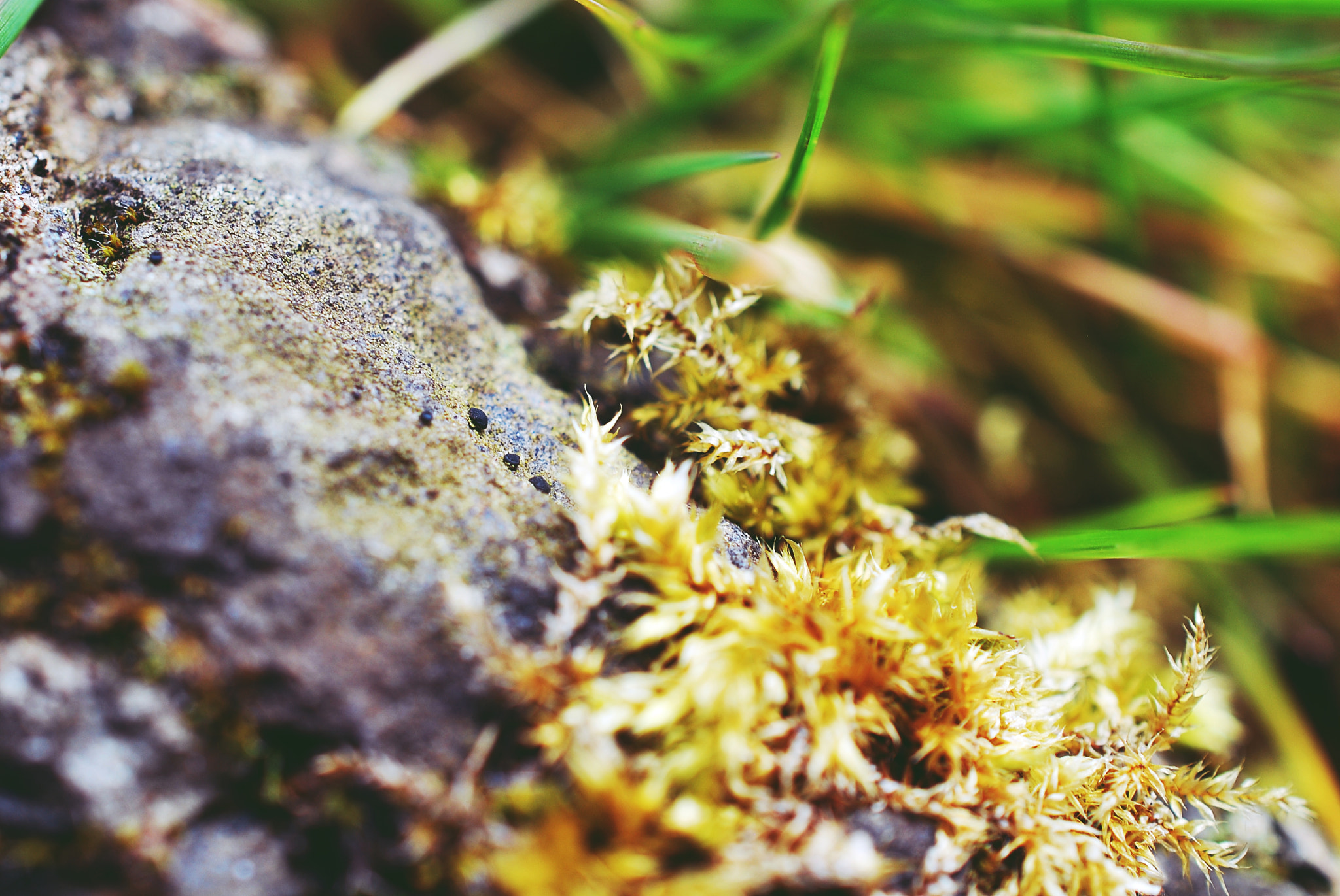 Nikon AF-S DX Micro Nikkor 40mm F2.8 sample photo. Stone and moss photography