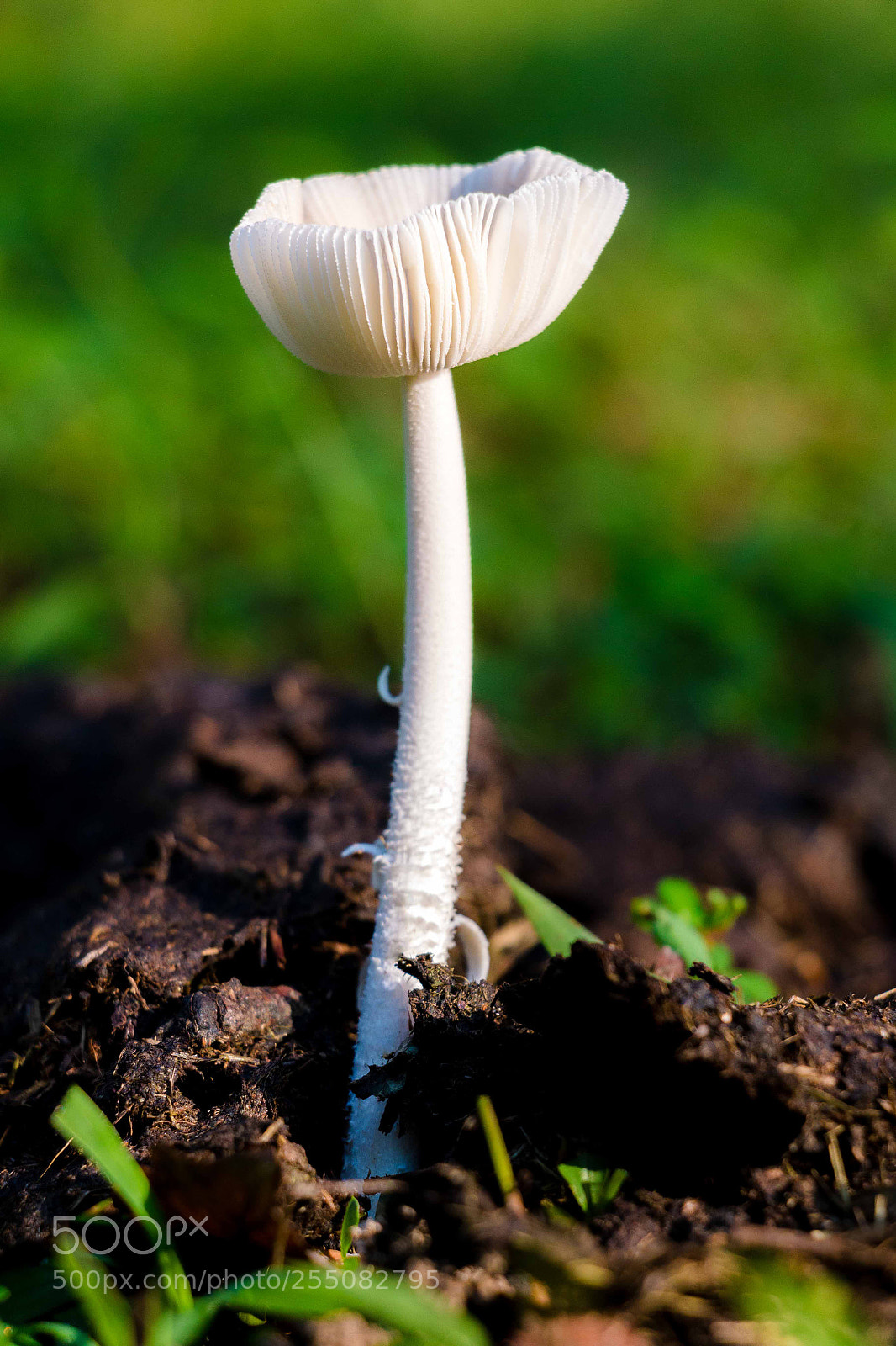Canon EOS 70D sample photo. Mushroom morning photography