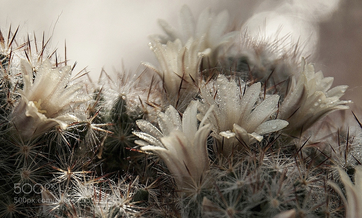 Nikon D90 sample photo. Цветение кактуса photography