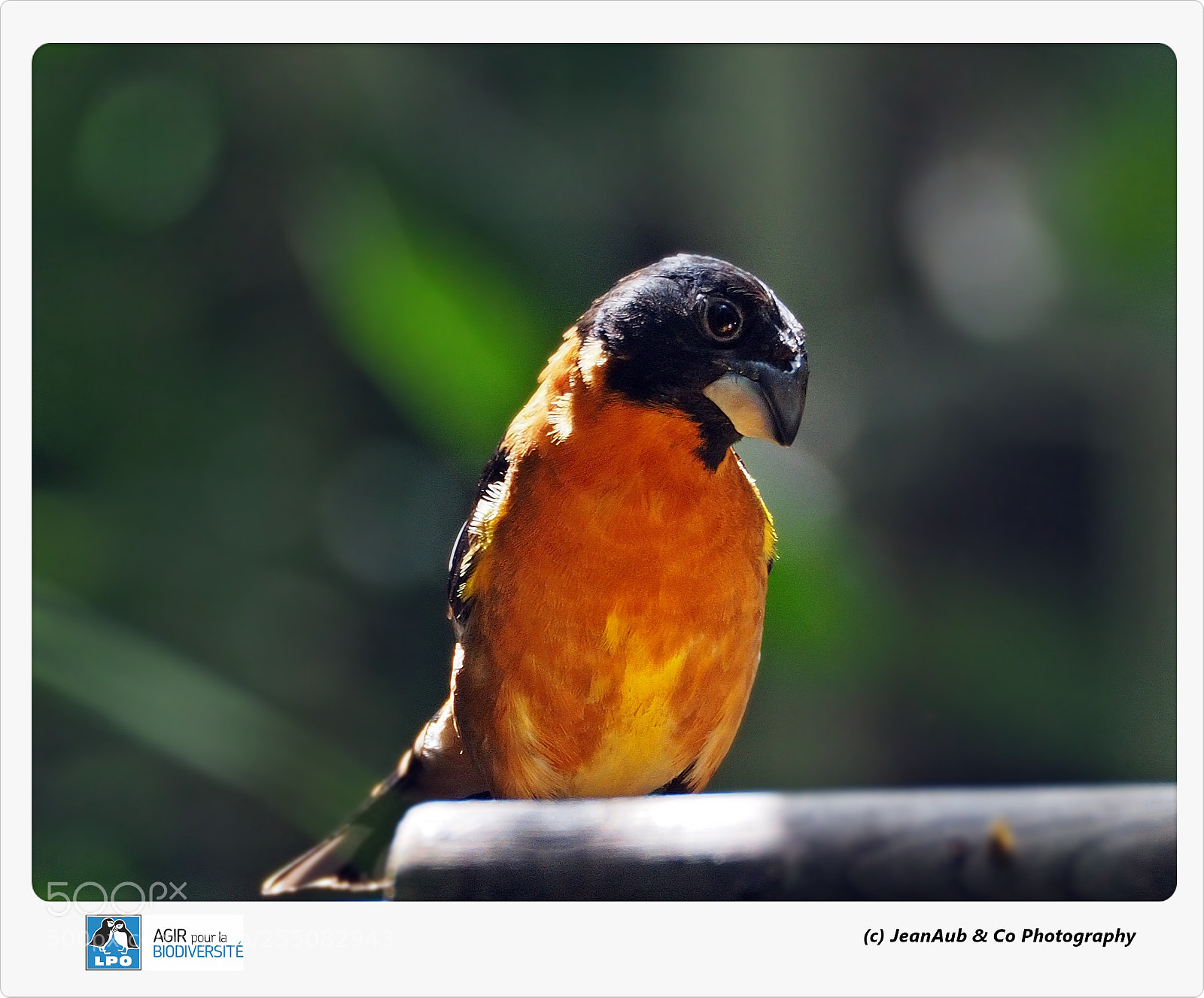 Olympus OM-D E-M5 II sample photo. Cardinal à tête noire photography