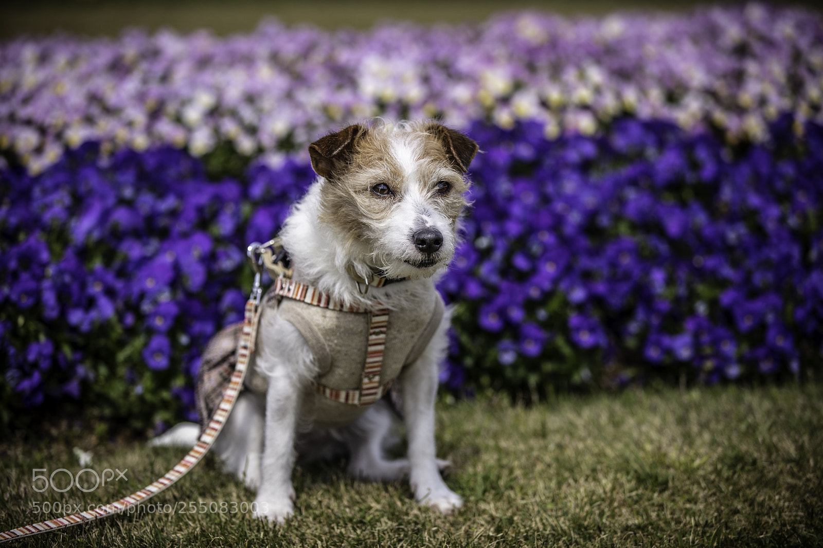 Canon EOS 5DS R sample photo. In front of flower photography