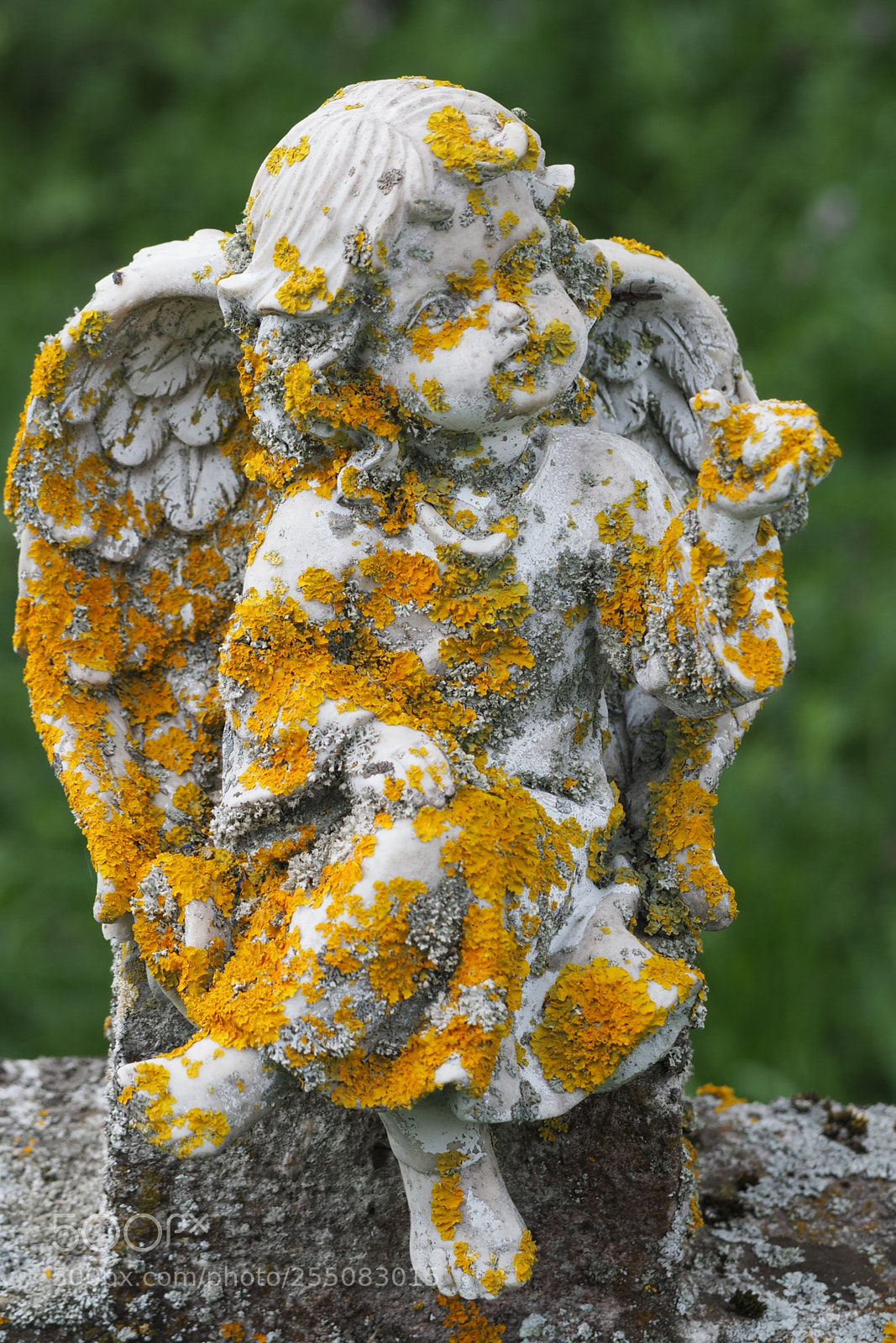 Olympus OM-D E-M5 II sample photo. Angel moss photography
