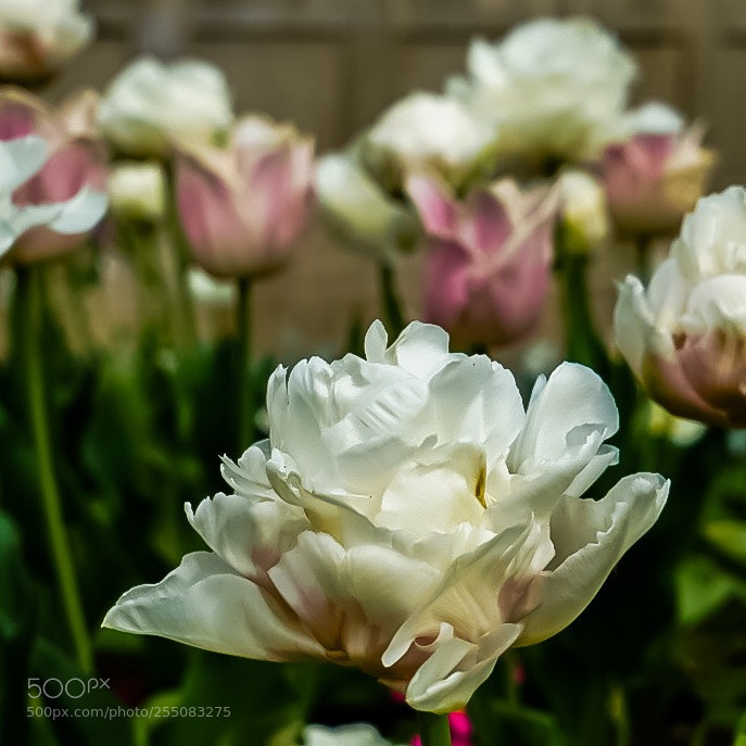 Sony a7R II sample photo. Nature photography