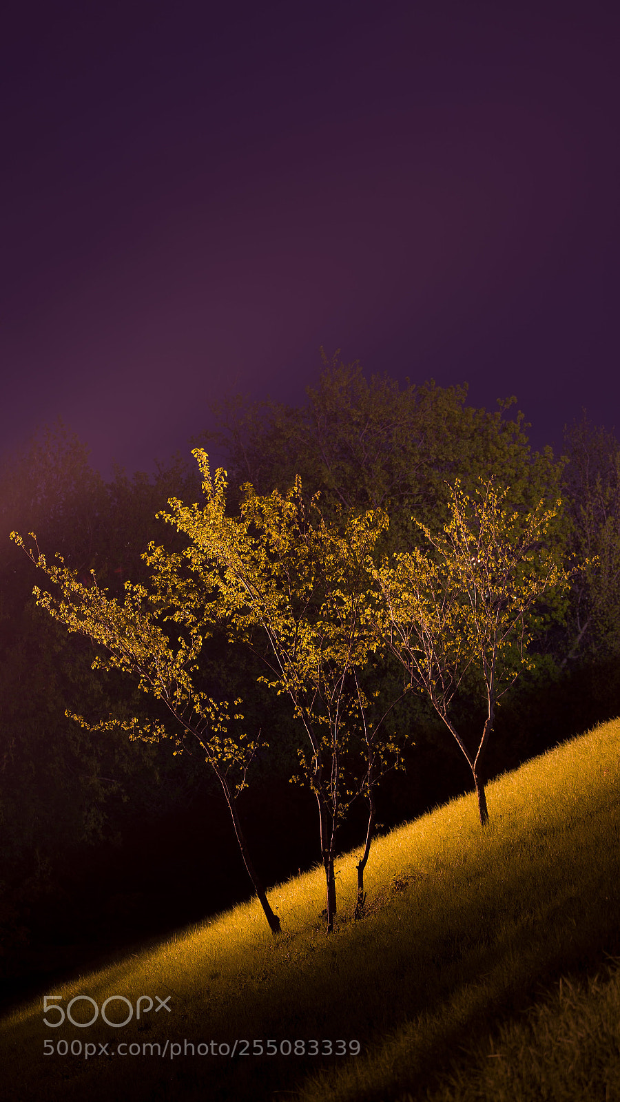 Canon EOS 5D Mark II sample photo. On the spotlight photography