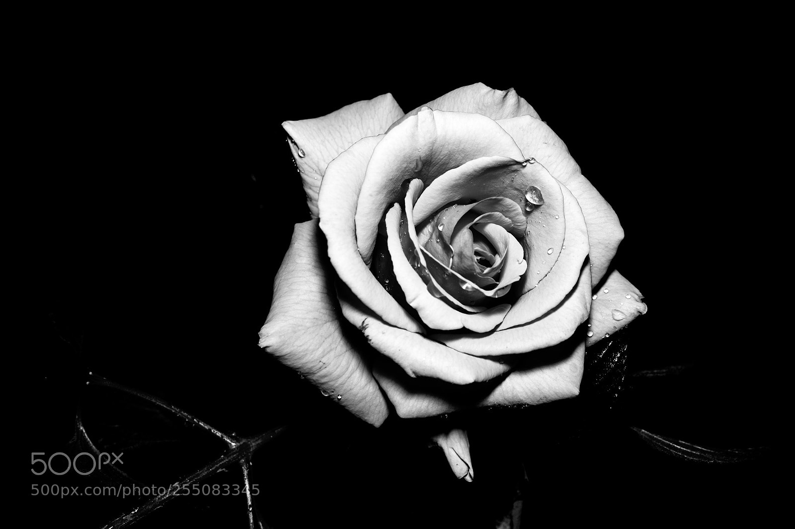 Leica Q (Typ 116) sample photo. Rose photography