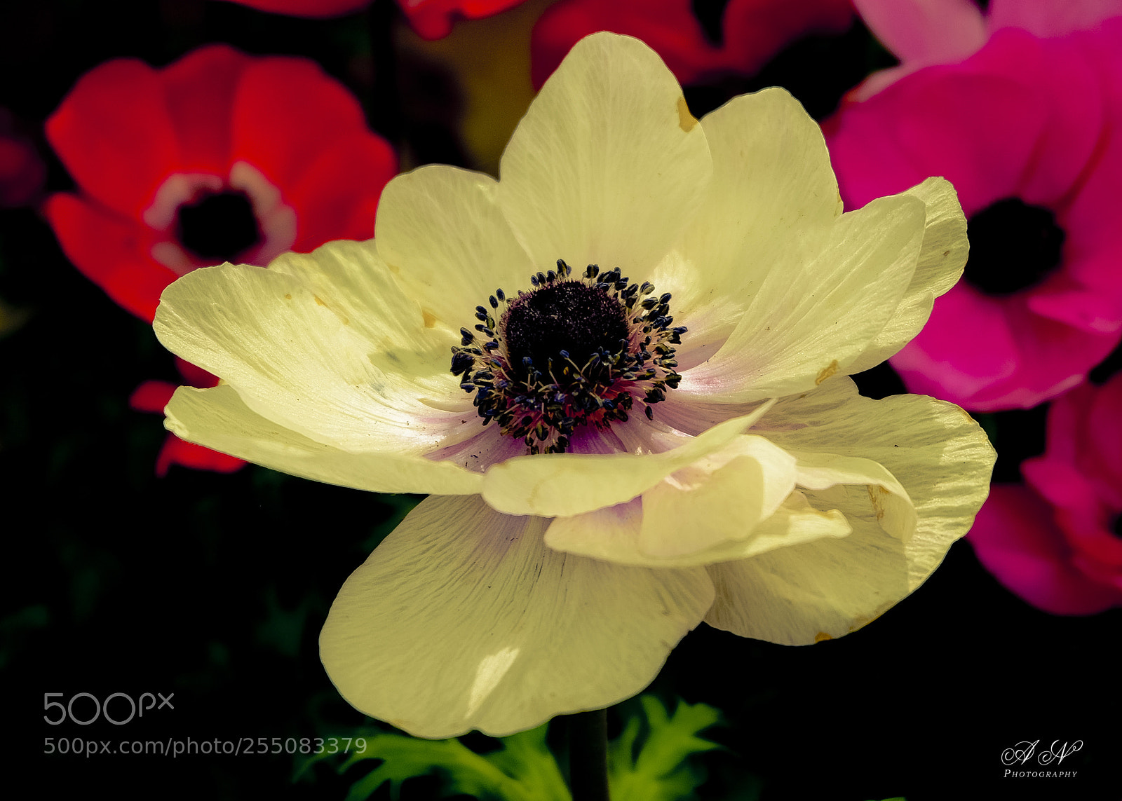 Fujifilm X-T10 sample photo. Flor de invernadero photography