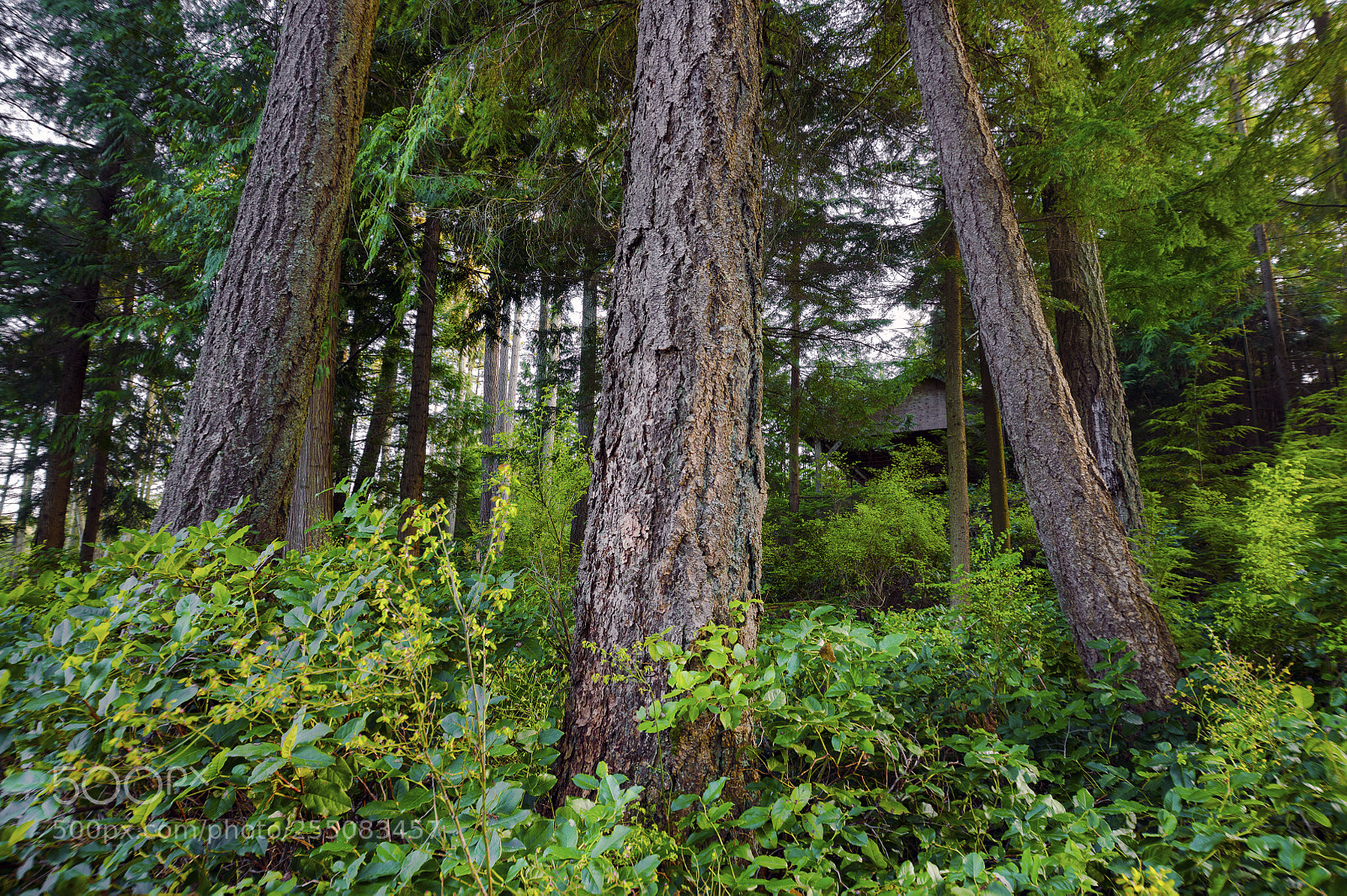 Nikon D850 sample photo. Dark wood photography