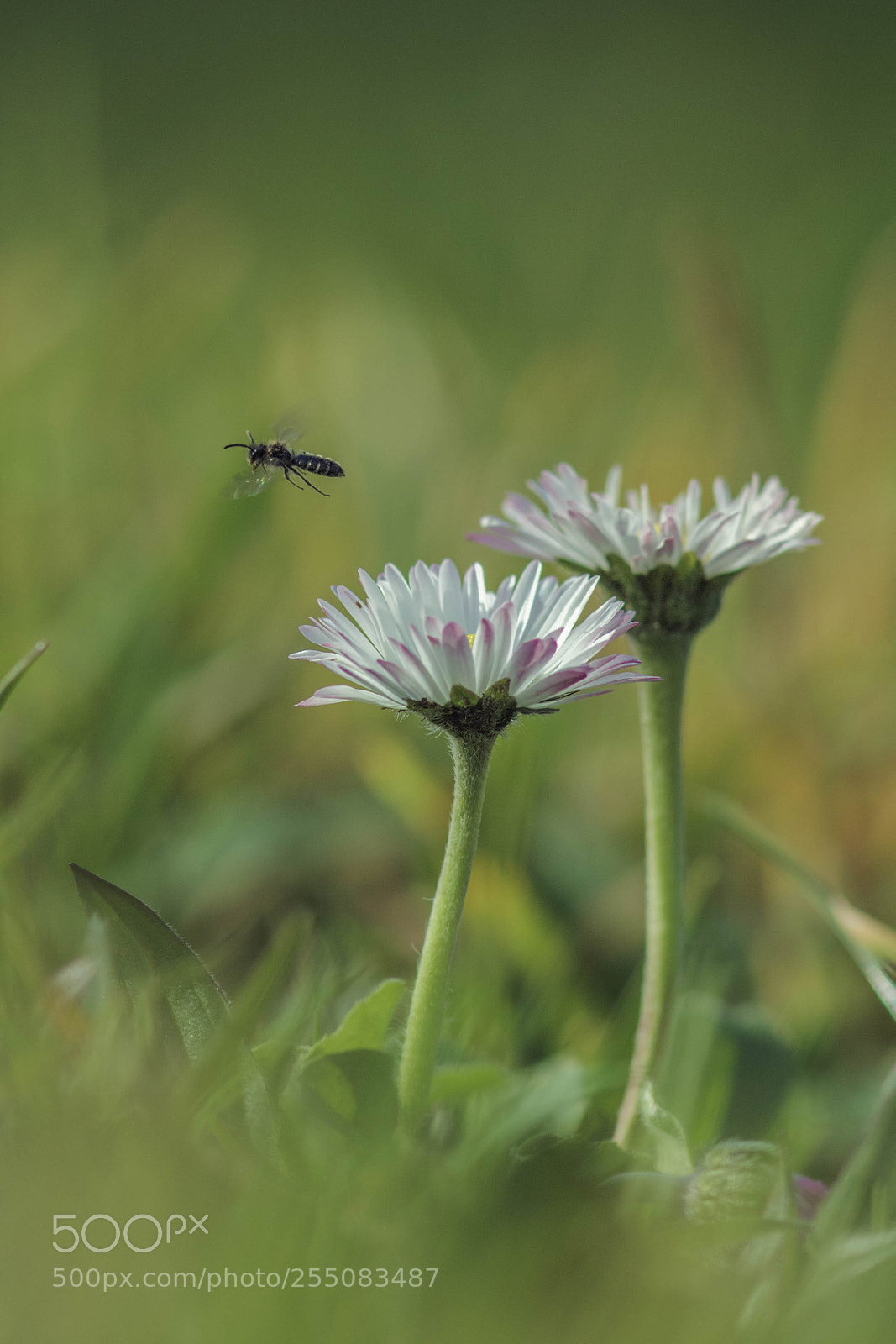 Canon EOS 7D Mark II sample photo. A photography