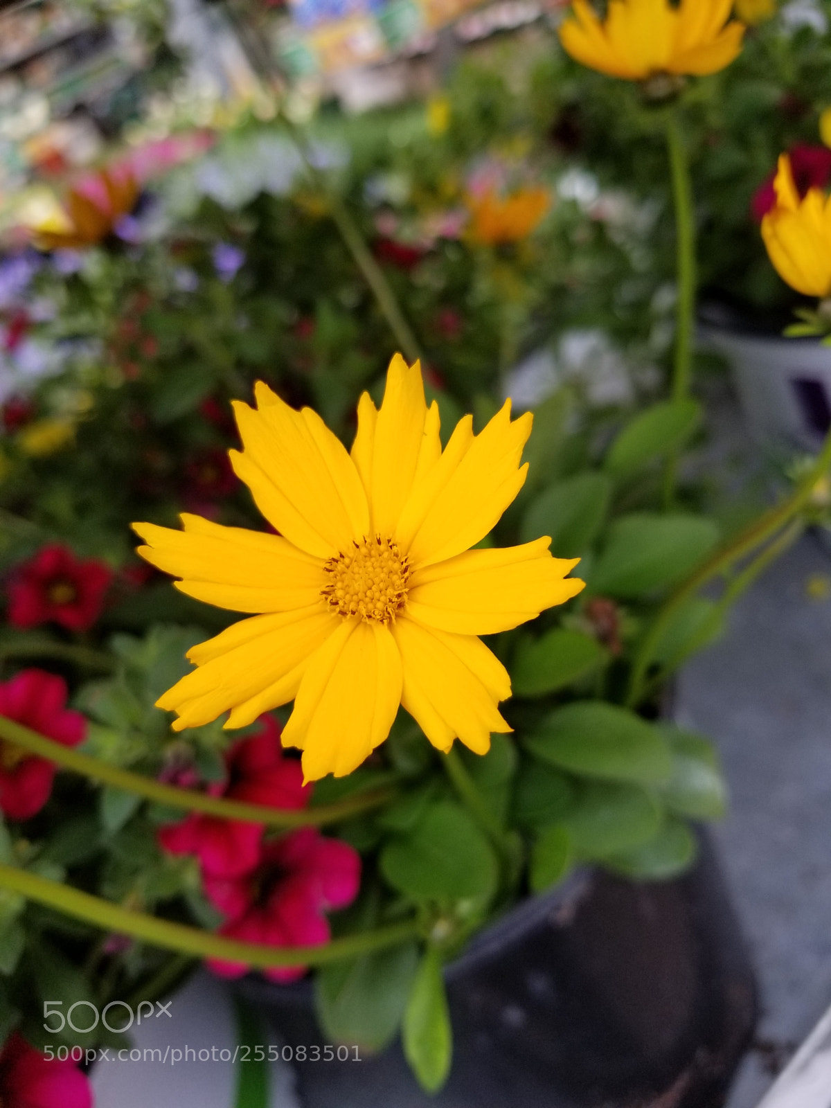 Samsung Galaxy S8+ sample photo. Untitled photography