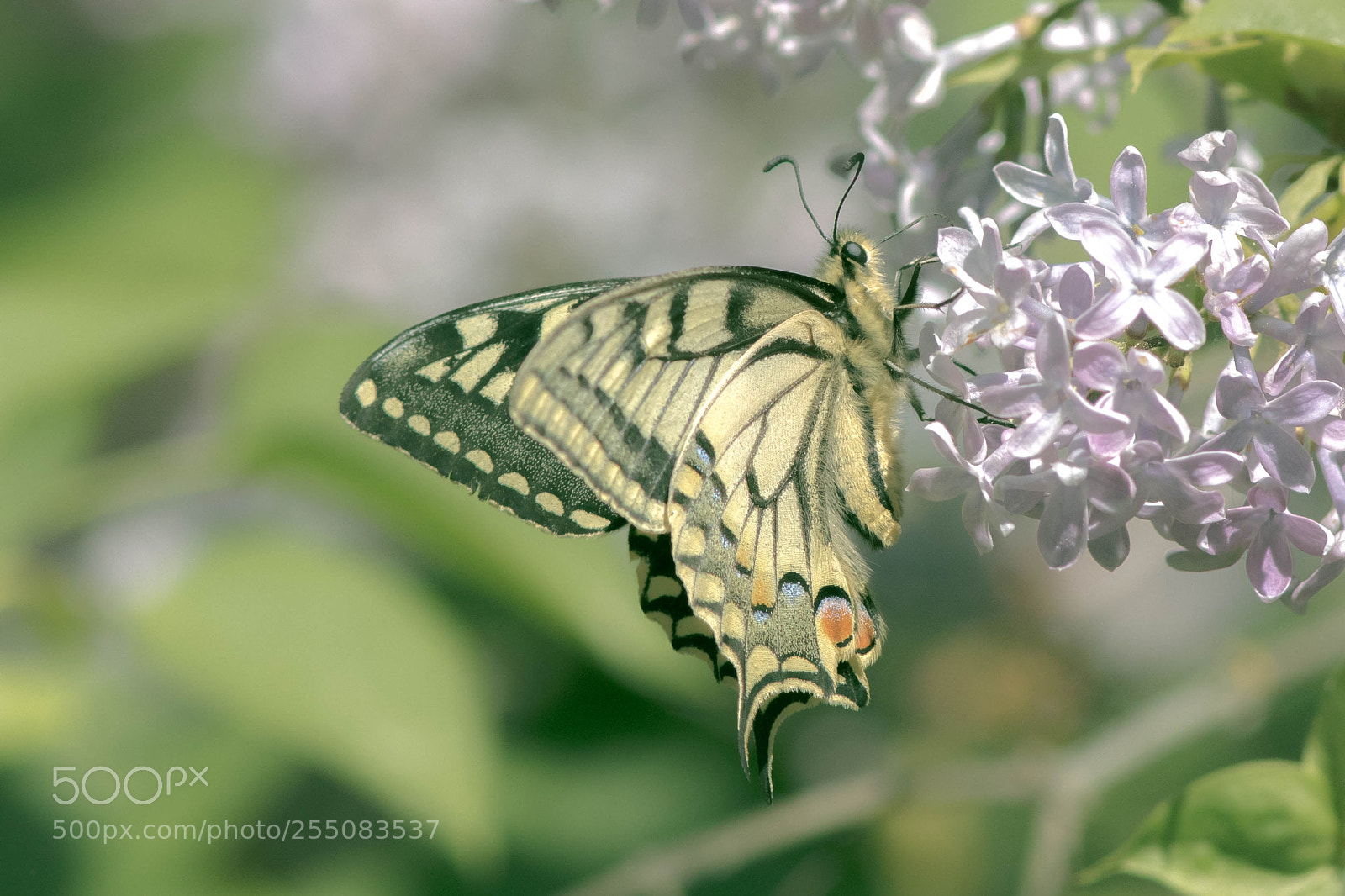 Canon EOS 7D Mark II sample photo. A photography