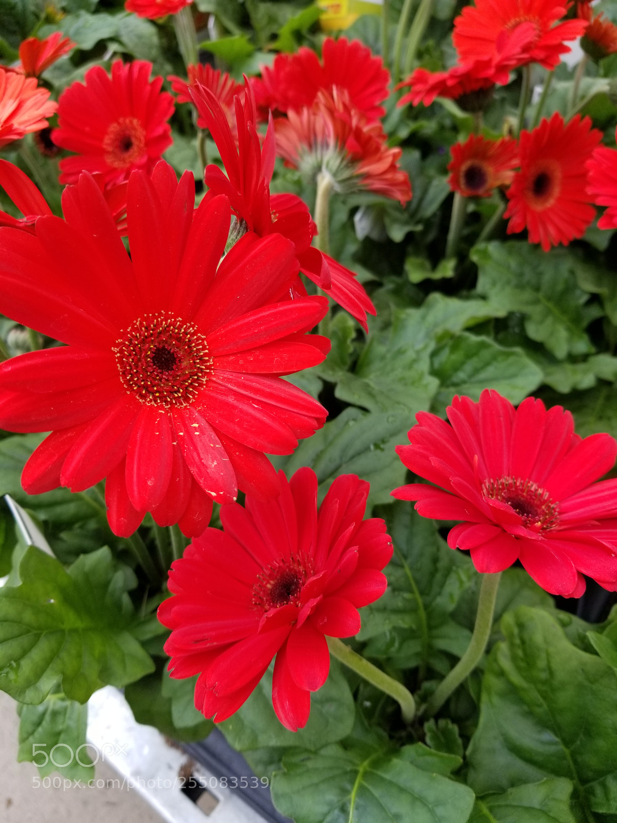 Samsung Galaxy S8+ sample photo. Untitled photography