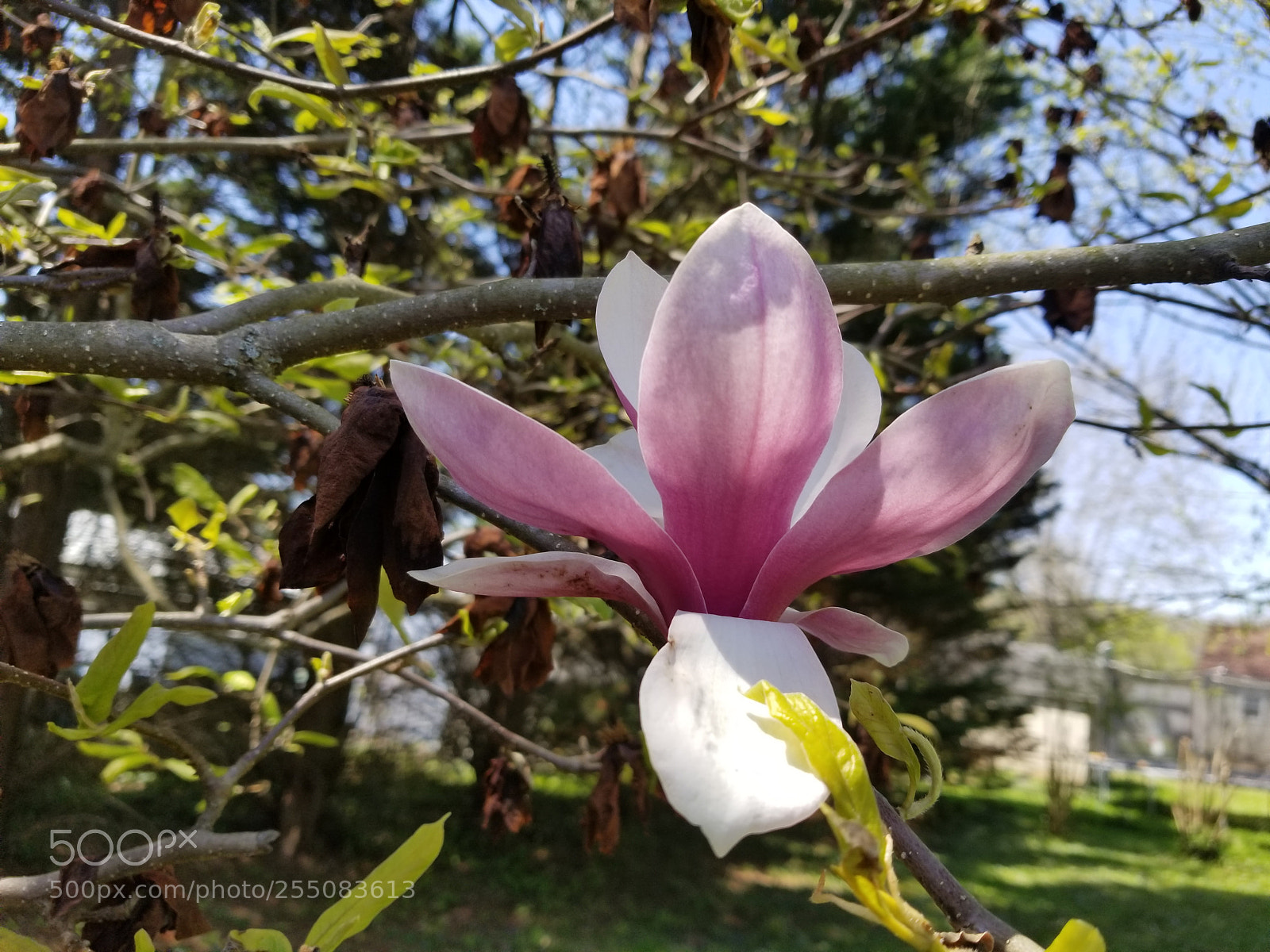 Samsung Galaxy S8+ sample photo. Untitled photography