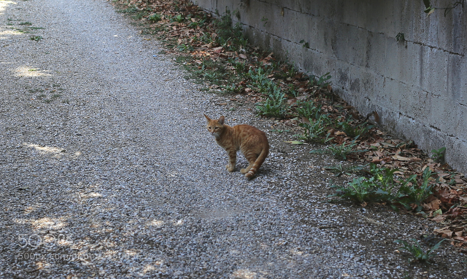 Canon EOS 6D + Canon EF 50mm F1.8 II sample photo. Trip to umbria tuscany photography