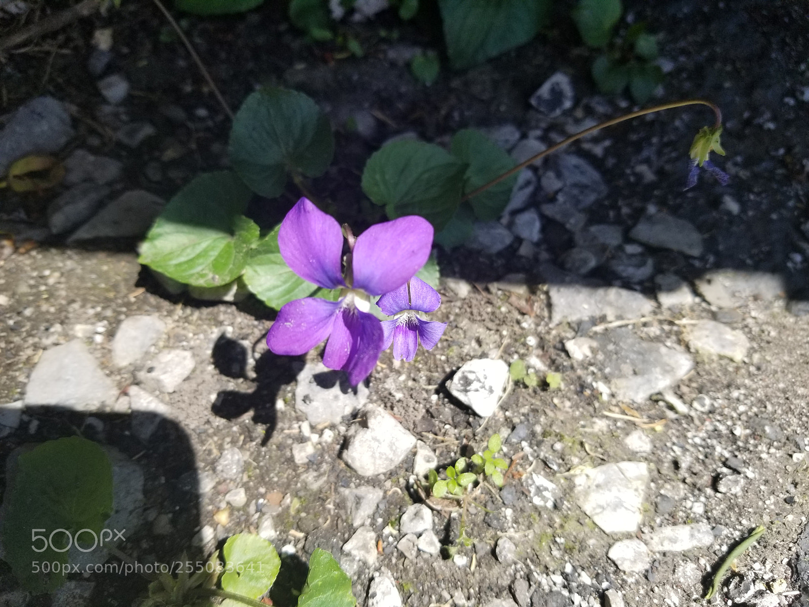 Samsung Galaxy S8+ sample photo. Untitled photography