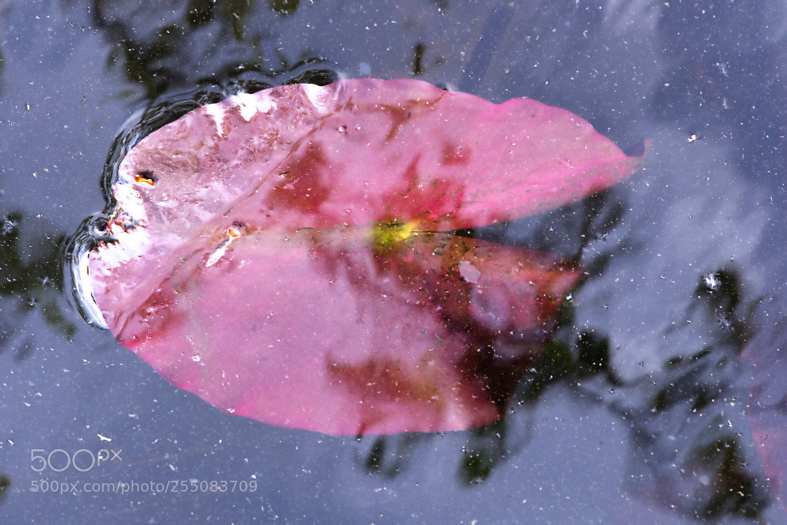 Panasonic Lumix DMC-FZ1000 sample photo. () photography
