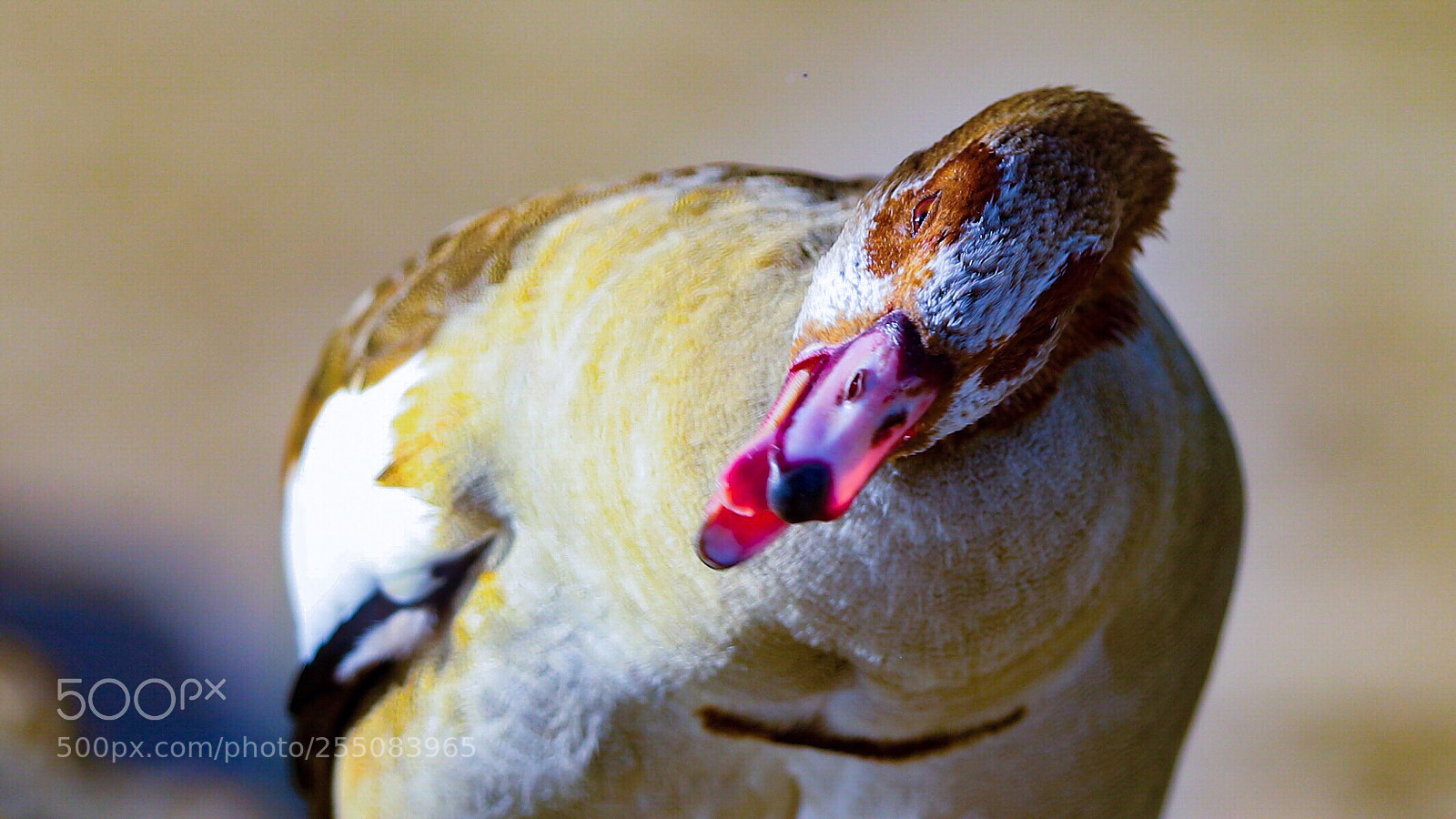 Canon EOS-1D X Mark II sample photo. Untitled photography