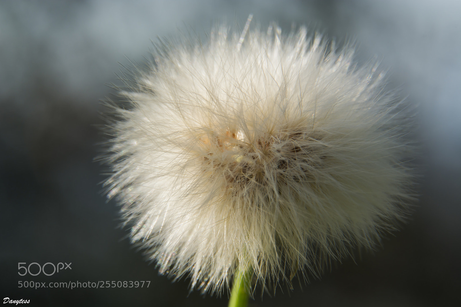 Nikon D7100 sample photo. Flower egret photography