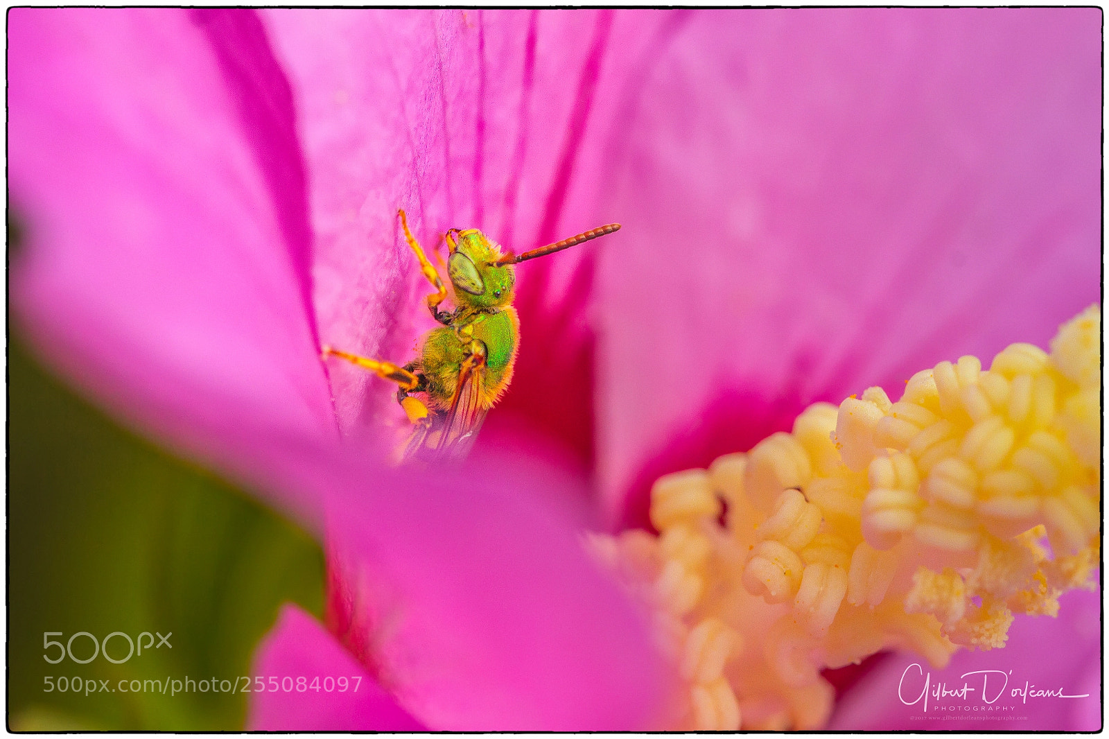 Canon EOS 7D sample photo. Bees photography