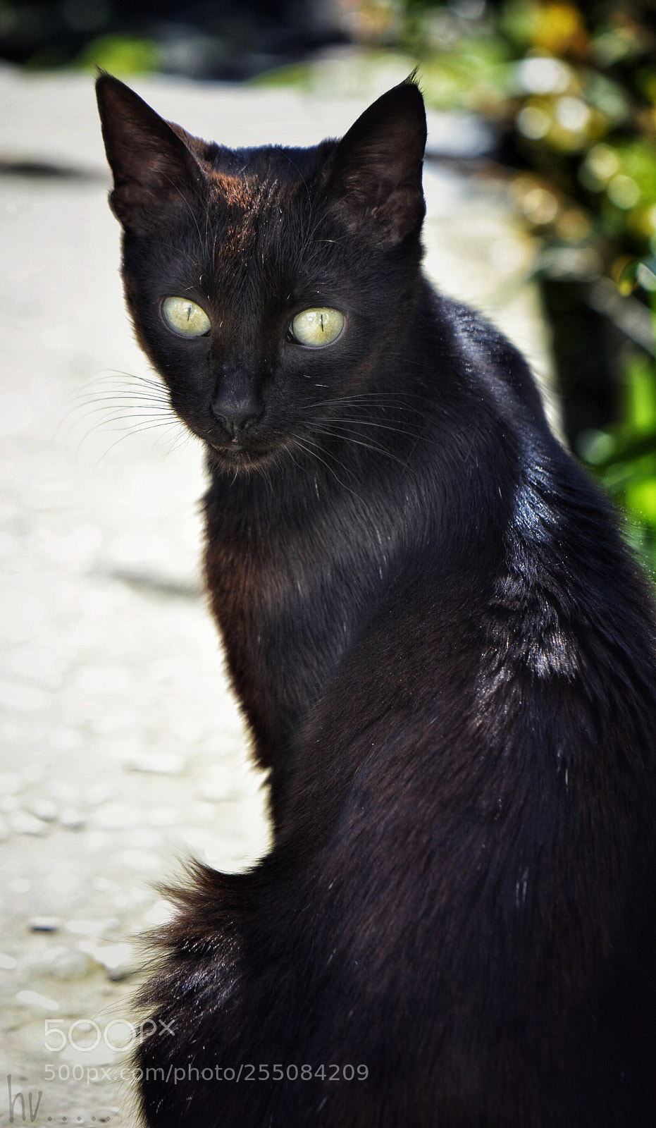 Nikon D7100 sample photo. Longing photography