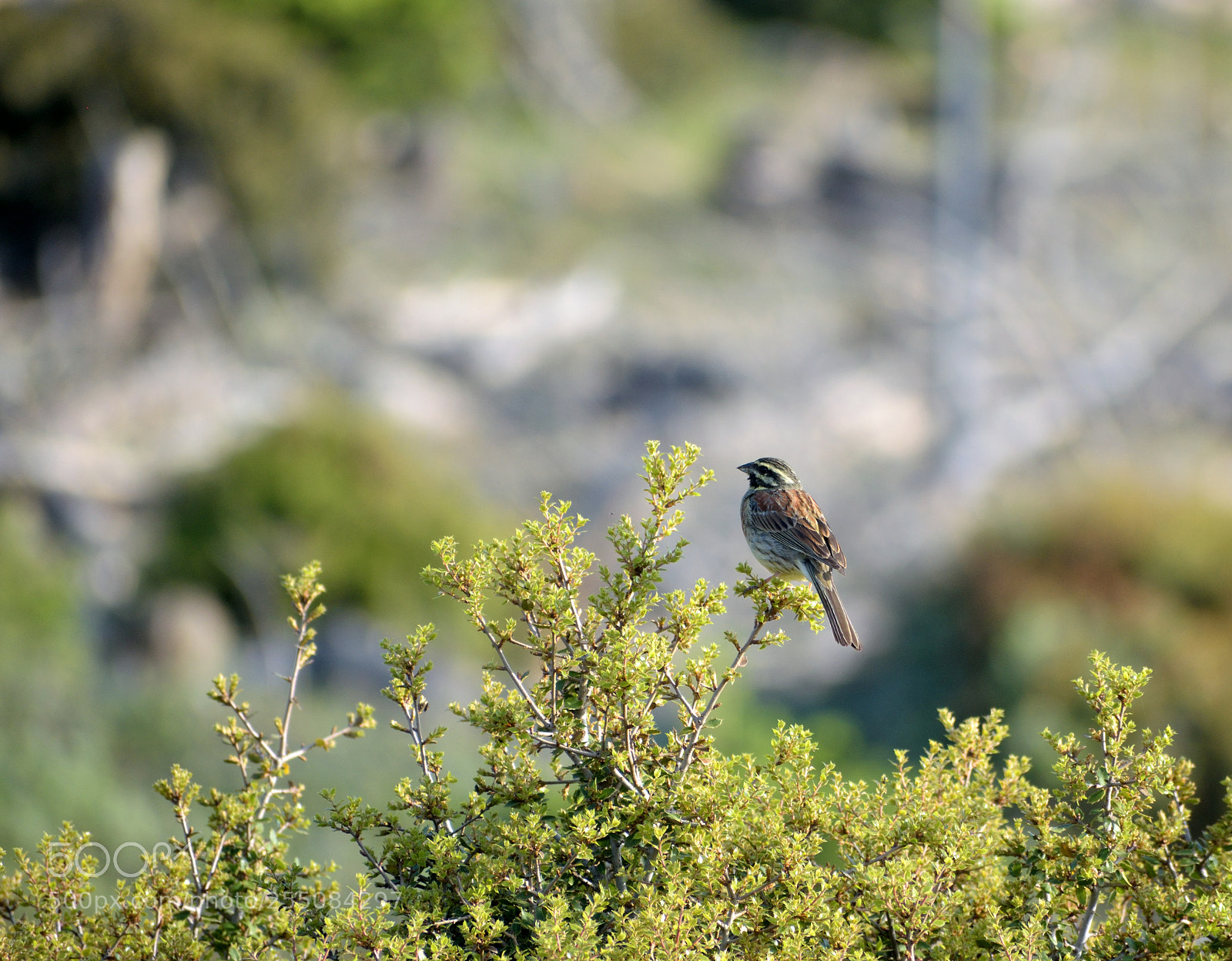 Nikon D3300 sample photo. Cirl bunting sitting on photography