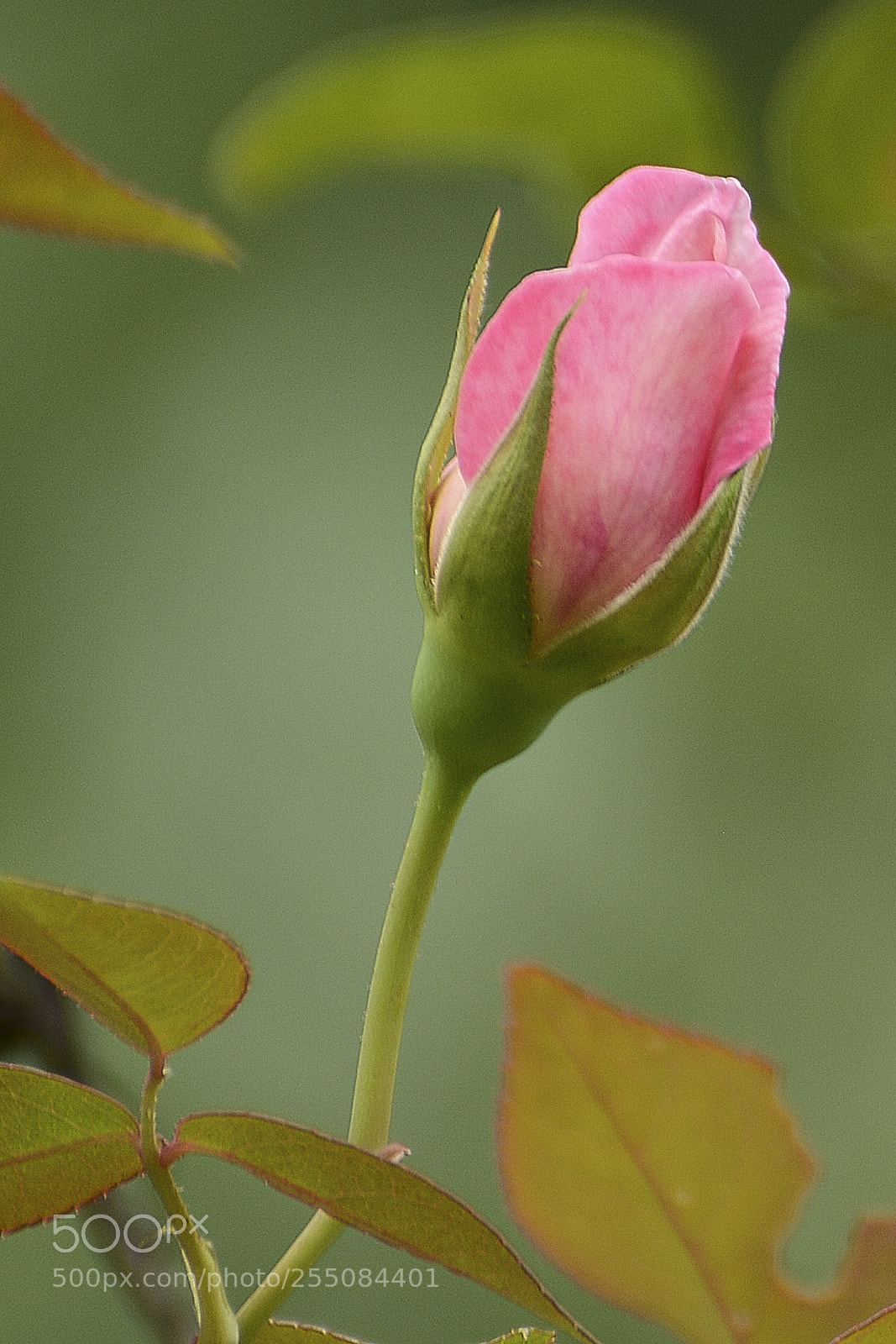 Nikon D7100 sample photo. Eis que surge uma photography