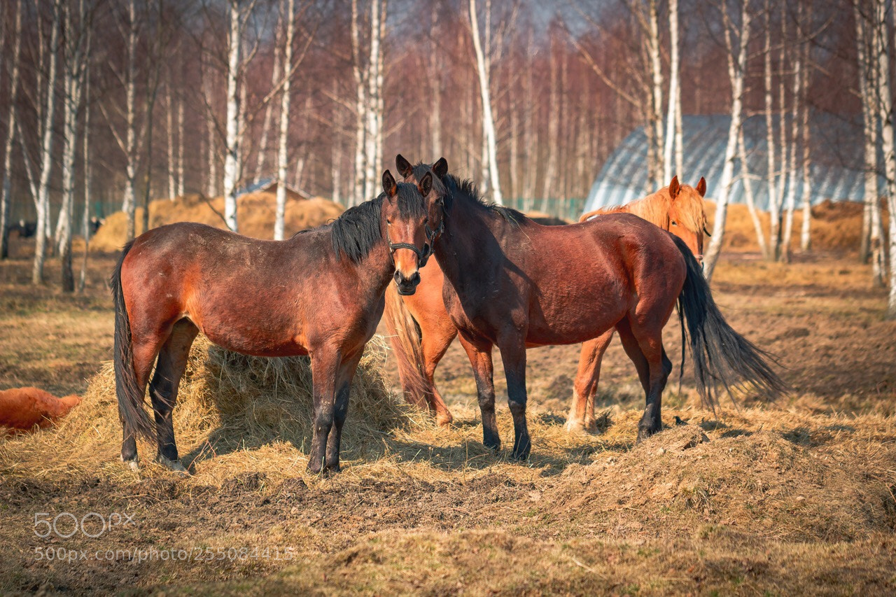 Canon EOS 600D (Rebel EOS T3i / EOS Kiss X5) sample photo. Russian village  photography