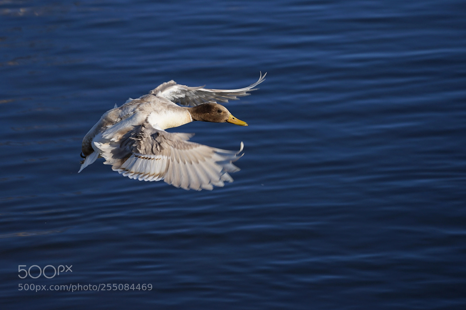 Sony a7 II sample photo. Leucistic mallard photography