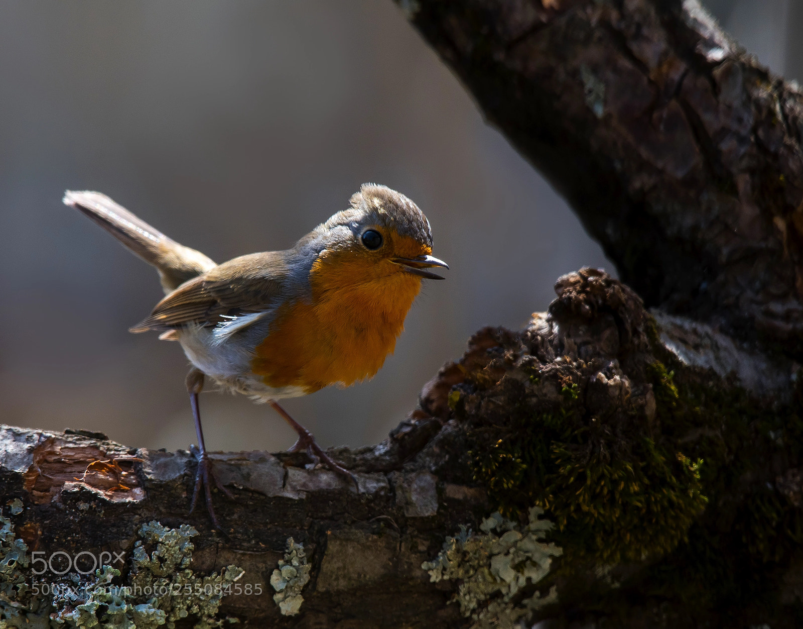 Nikon D850 sample photo. Robin photography