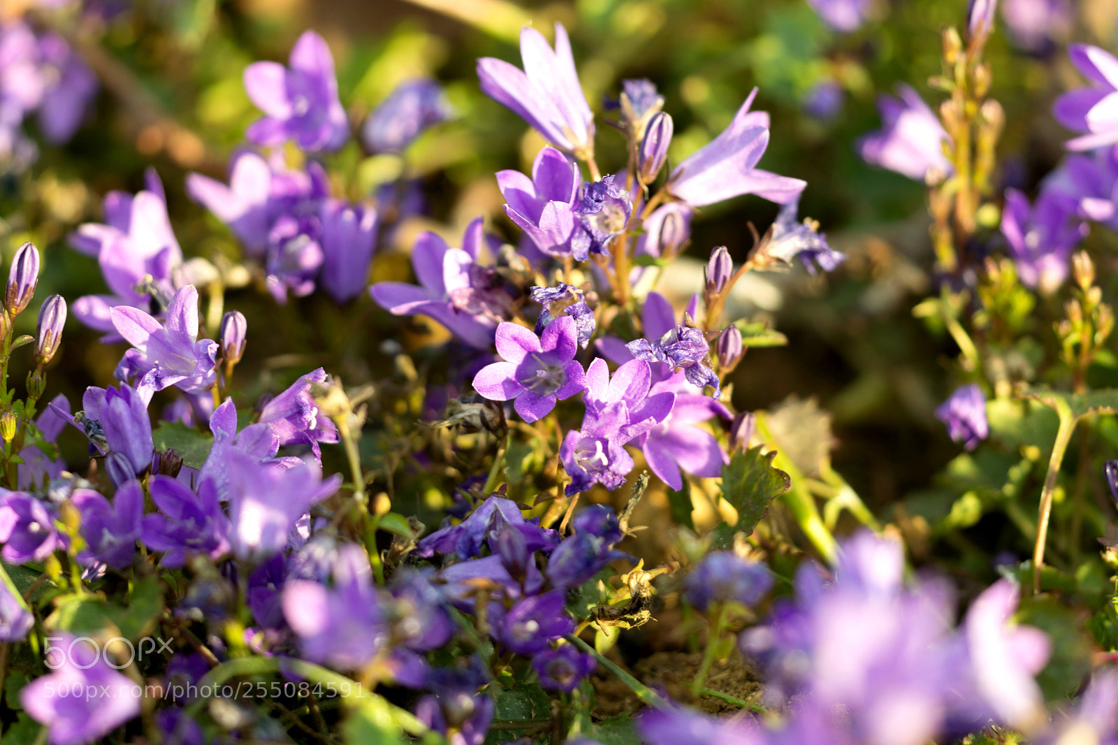 Nikon D7100 sample photo. Purple flowers photography