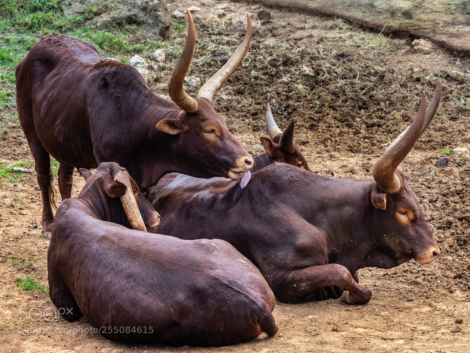 Canon EOS 6D Mark II sample photo. Watusi  040418-0954 photography