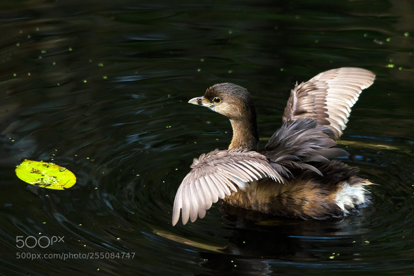 Nikon D7000 sample photo. Grebe grace photography