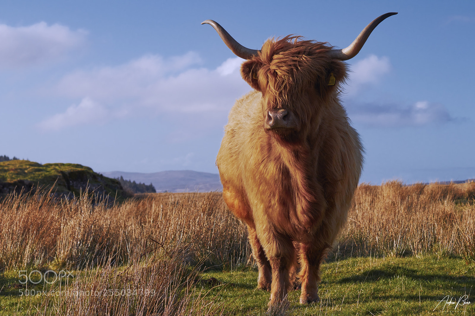 Canon EOS 80D sample photo. Horns and fury photography