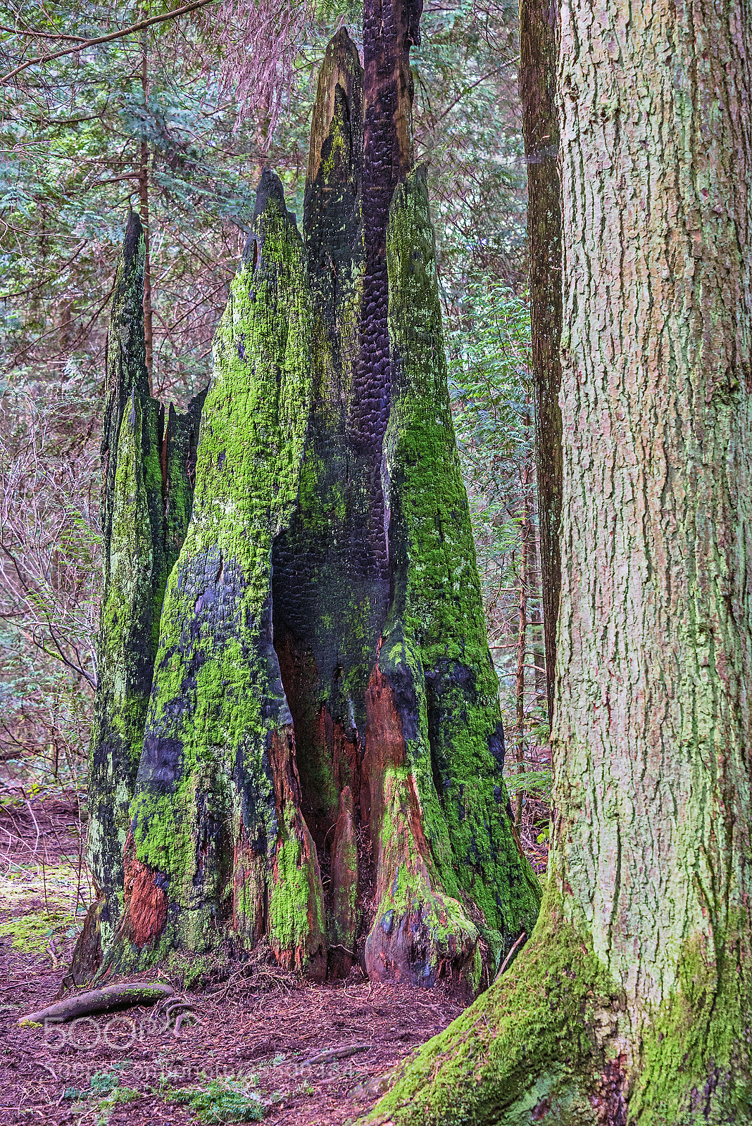 Nikon D610 sample photo. Life and death in photography