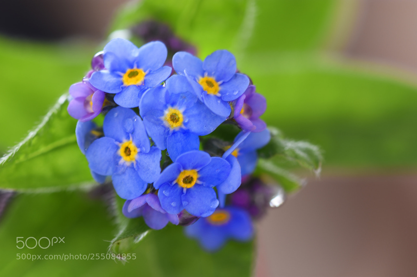 Nikon D7200 sample photo. Forget me not  photography