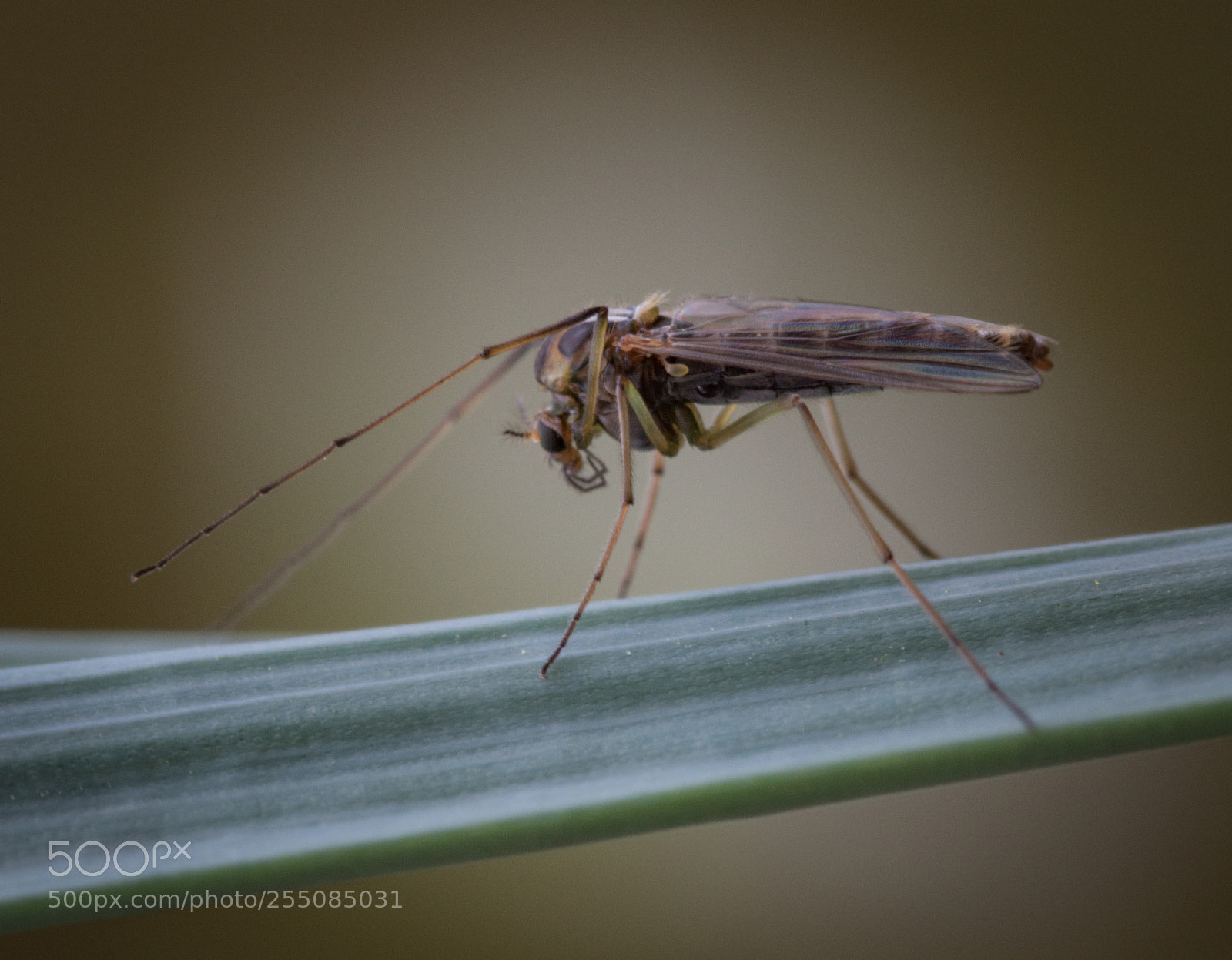 Nikon D3200 sample photo. Gnat photography