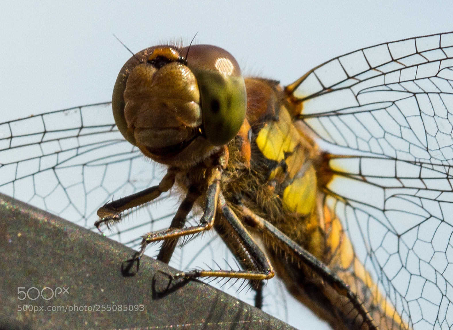 Nikon D3200 sample photo. Common darter watching over photography