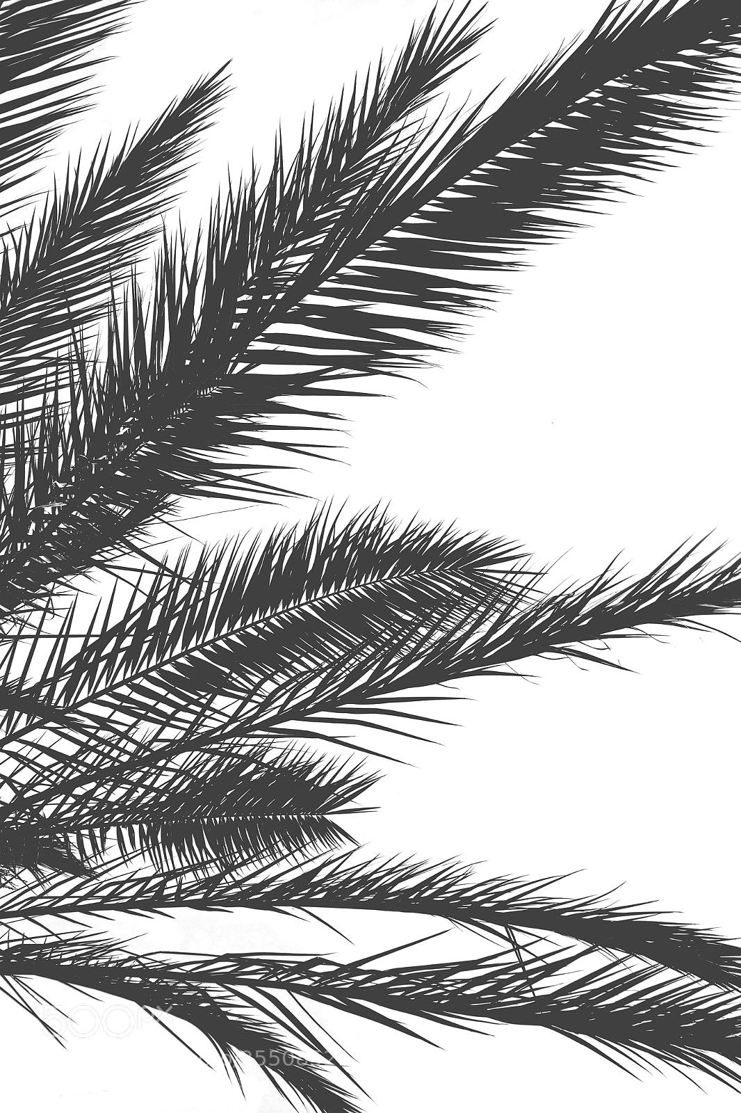 Nikon D7100 sample photo. Palm leaves silhouette against photography