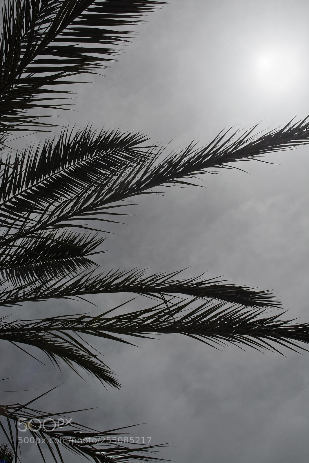 Nikon D7100 sample photo. Palm leaves silhouette against photography