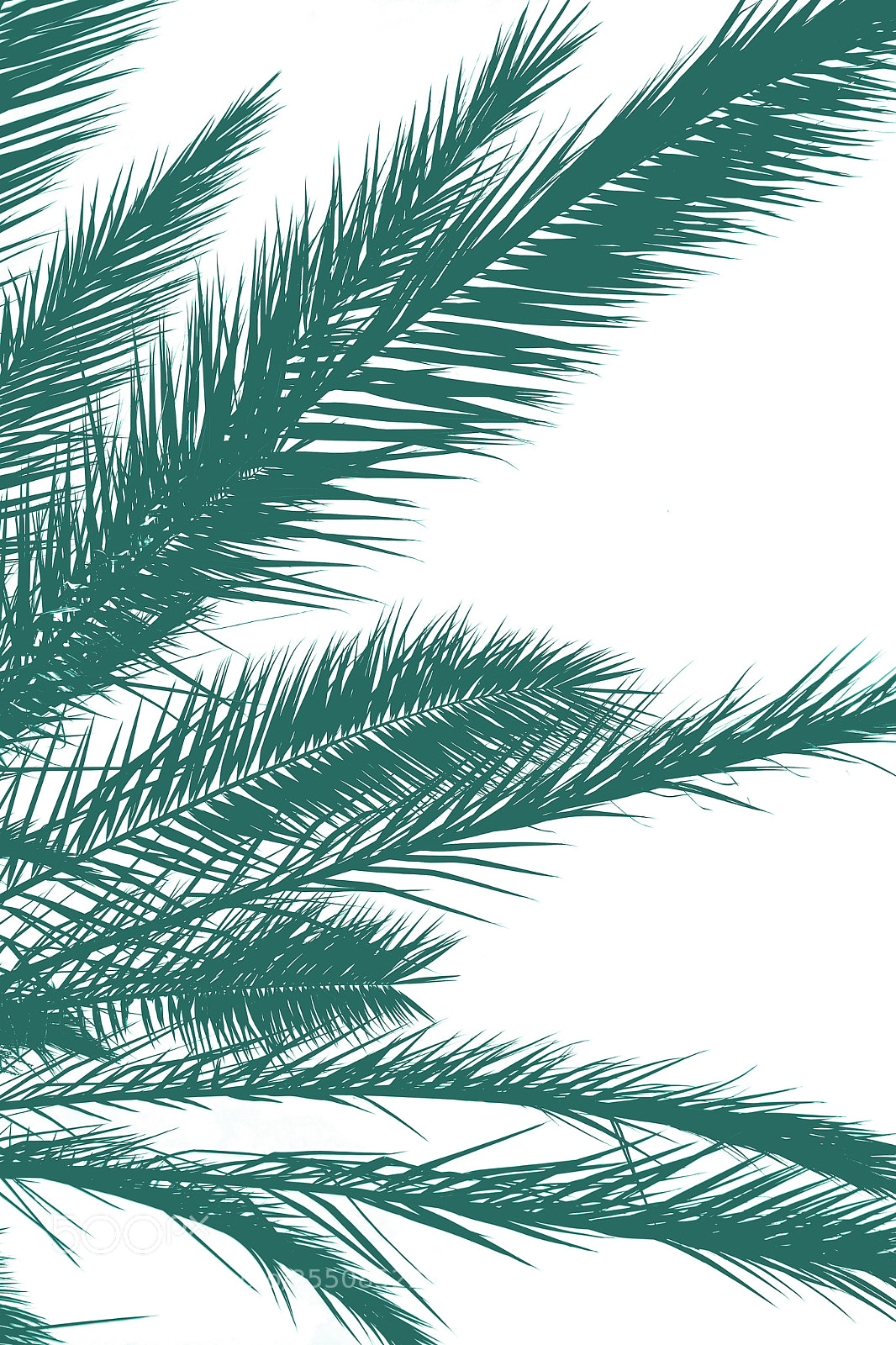 Nikon D7100 sample photo. Palm leaves silhouette against photography